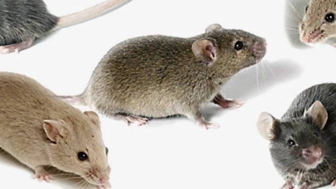 Как отличить мышь от крысы: внешние признаки грызунов, в чем разница.
