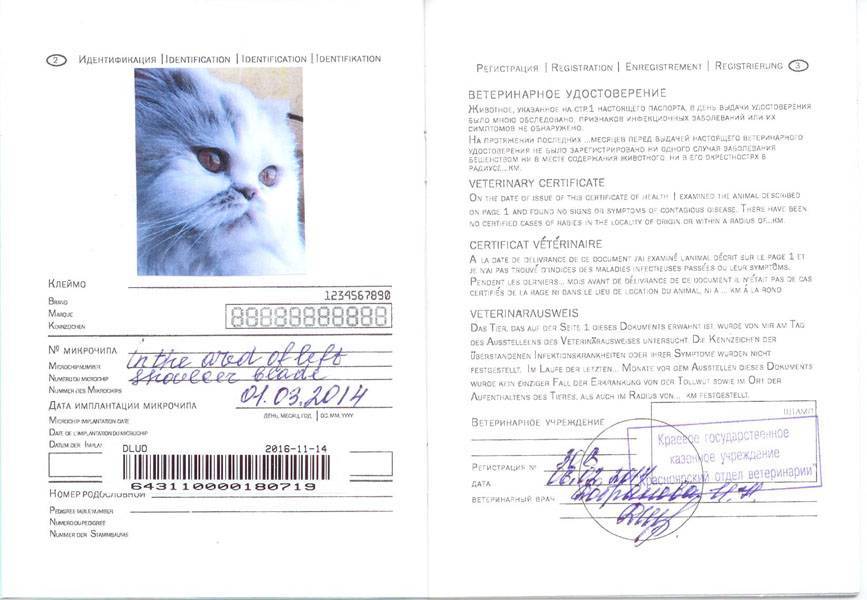 Как сделать ветеринарный паспорт для кошки и зачем он необходим?