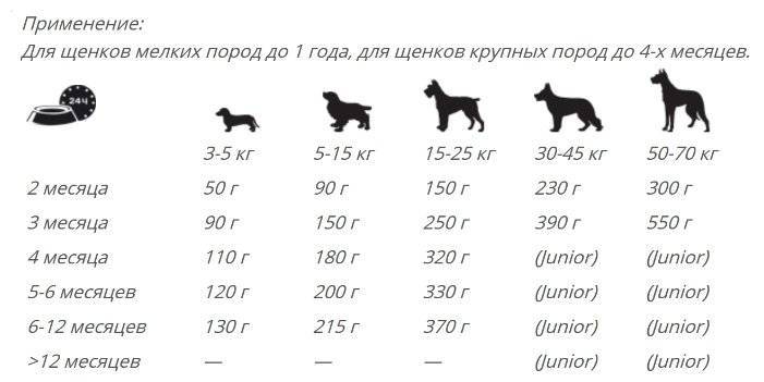До какого возраста растут собаки: этапы физиологического развития
