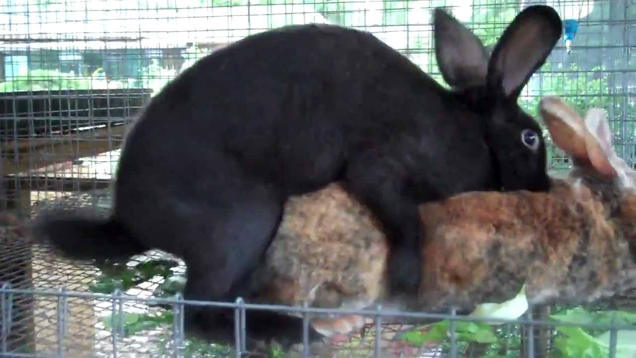 Правила и особенности размножения кроликов