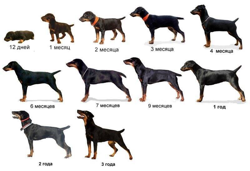 Средние собаки: породы, названия и фото