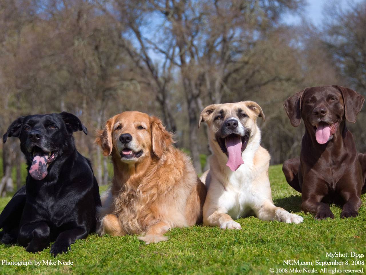 15 самых добрых пород собак для всей семьи :: инфониак
