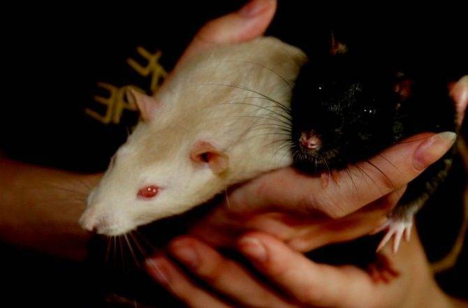 Как ухаживать за крысой в домашних условиях?