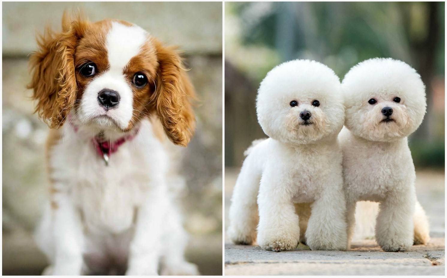 Самые красивые породы собак в мире: топ-10 фото с названиями (больших, маленьких и средних размеров, разных окрасов), умные и покладистые особи