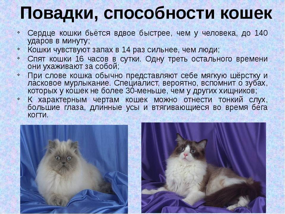 ᐉ невская маскарадная - описание пород котов - ➡ motildazoo.ru