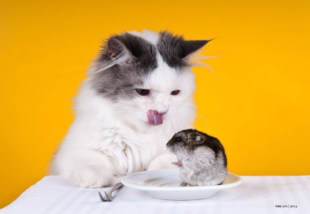 ᐉ хомяк и кошка в одной квартире, съест ли кот хомячка? - zoopalitra-spb.ru