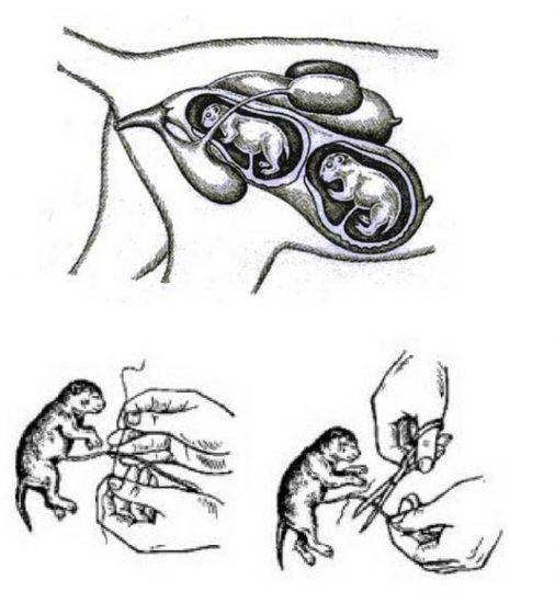 Особенности стерилизации кошек на ранних и поздних сроках беременности