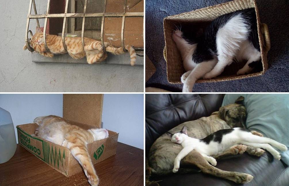 Почему кошка прячет котят: причины переноса в другие места, что делать