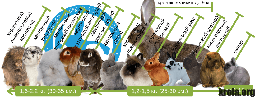 Разведение декоративных карликовых кроликов | союз заводчиков и селекционеров