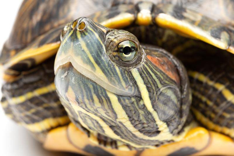 Зрение, слух и температура черепах - все о черепахах и для черепах