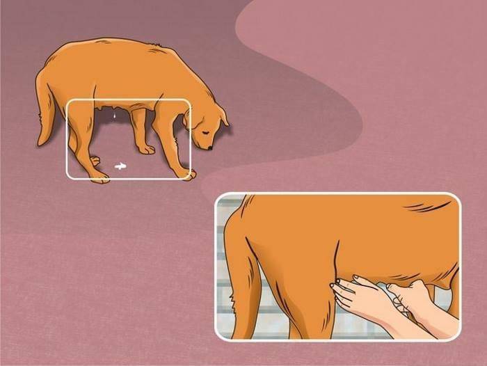 Основные признаки приближения родов у собак