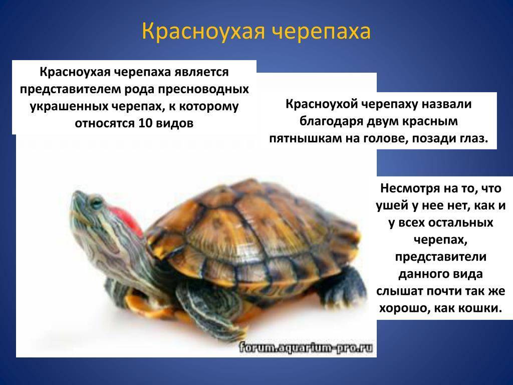 Красноухие черепахи — интересные факты