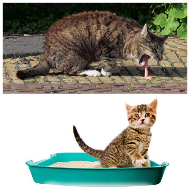 Рвота и диарея у животных (кошек, собак) - неовет24 сеть ветеринарных клиник
