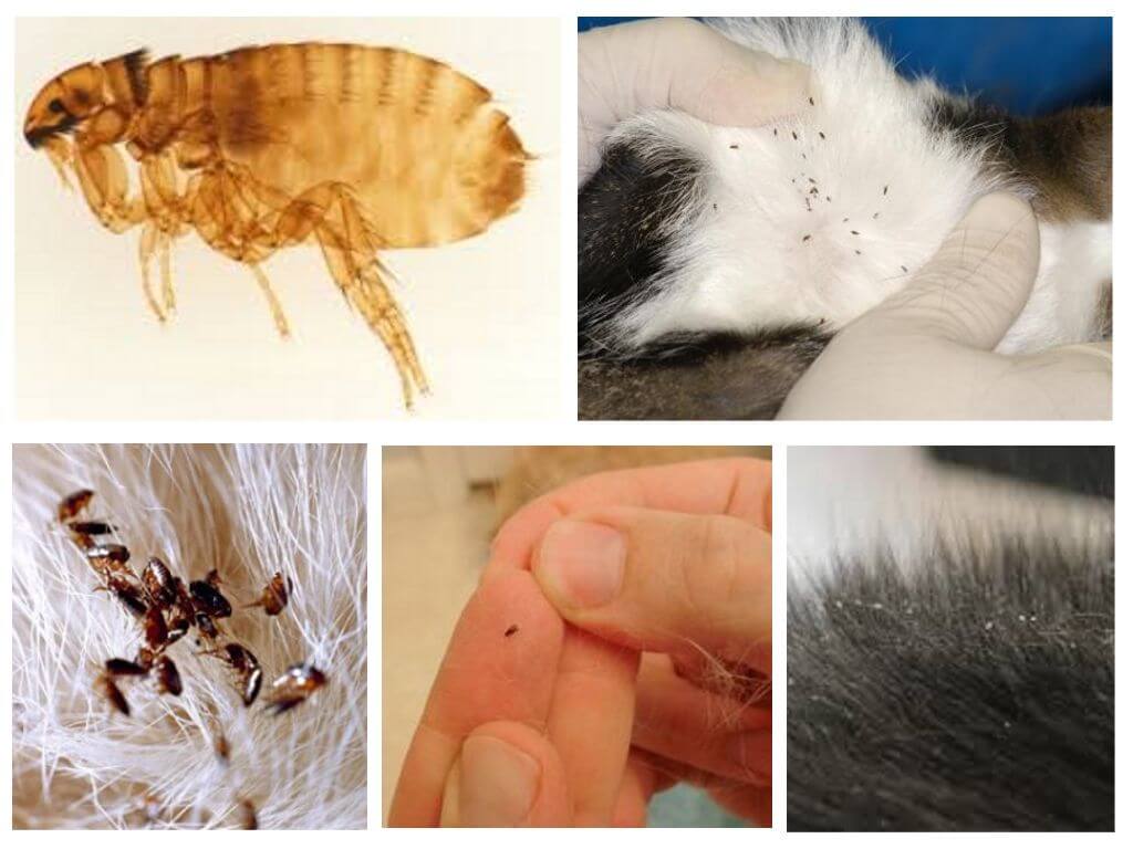 Кошачьи вши: как бороться с паразитами