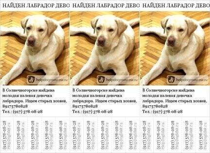 Возникли вопросы (4 месяца) - выращивание щенков - лабрадор.ру собаки - ретриверы
