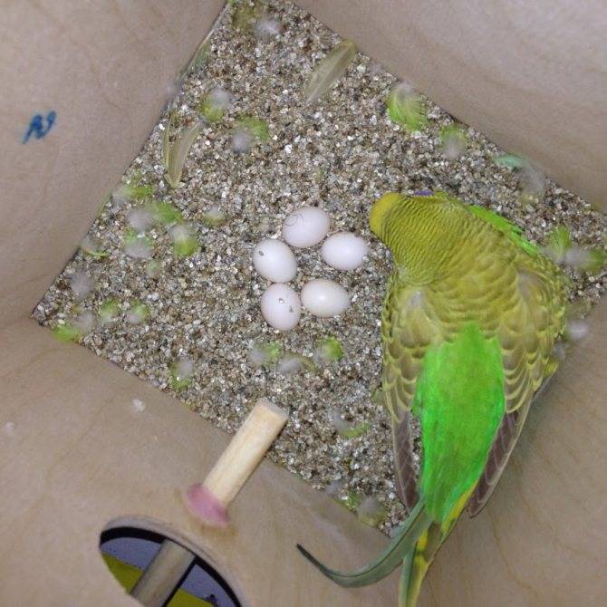 Может ли попугай снести яйцо без самца: чудеса яйцекладки