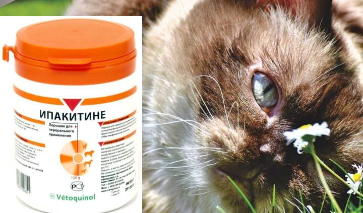 Состав и инструкция по применению препарата ипакетине для кошек