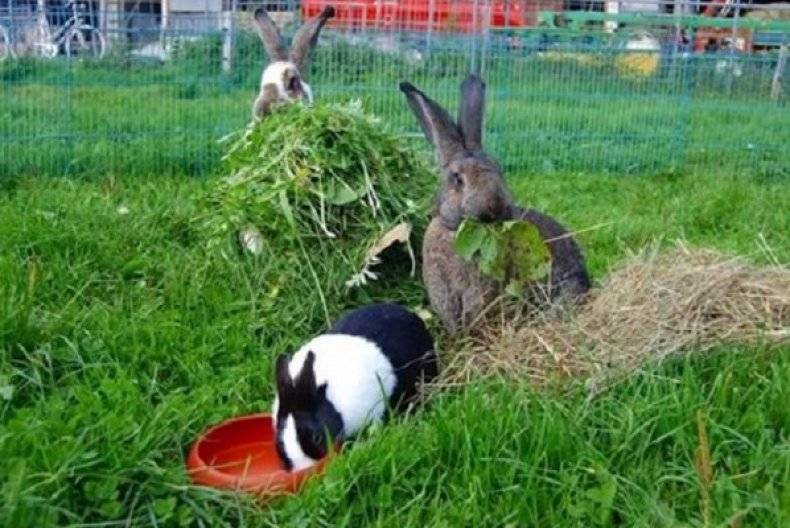 Трава которую можно давать кроликам с фото