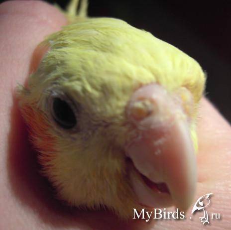 Болезни попугаев корелла: симптомы, лечение, профилактика