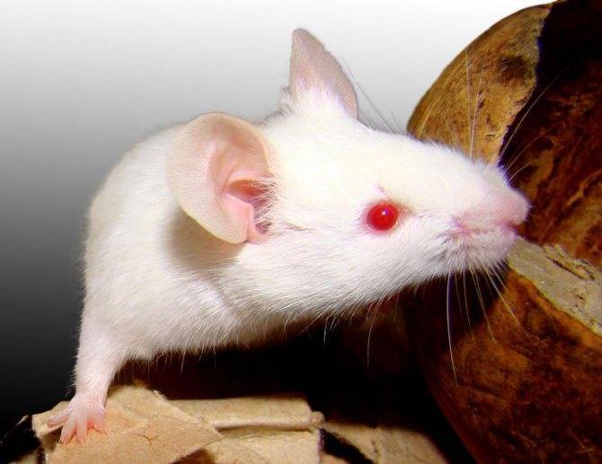 Крысы альбиносы - белые с красными глазами: особенности, срок жизни (фото)