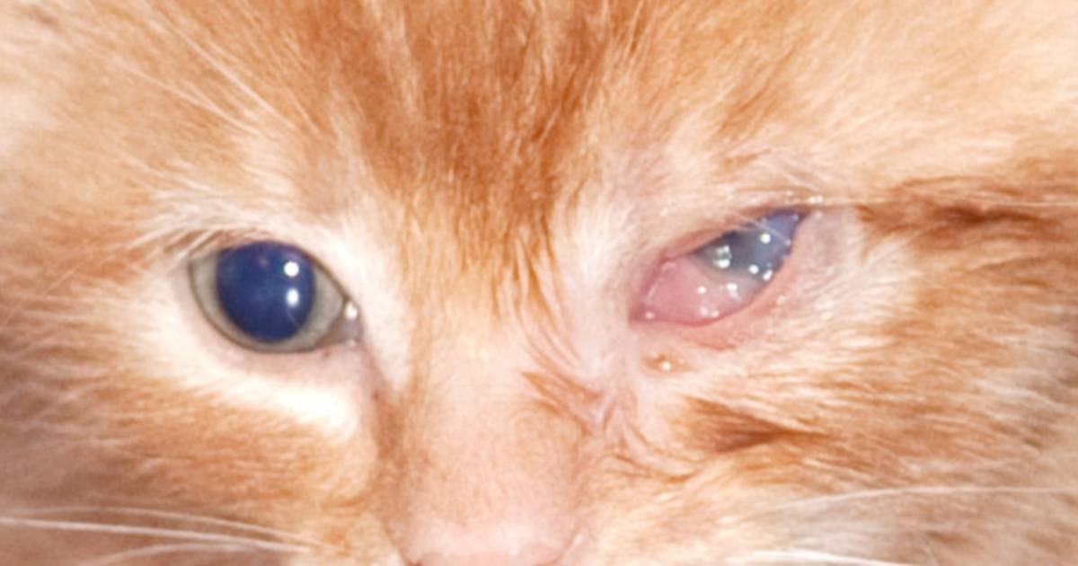 У кошки или кота гноятся глаза: чем лечить и что делать?