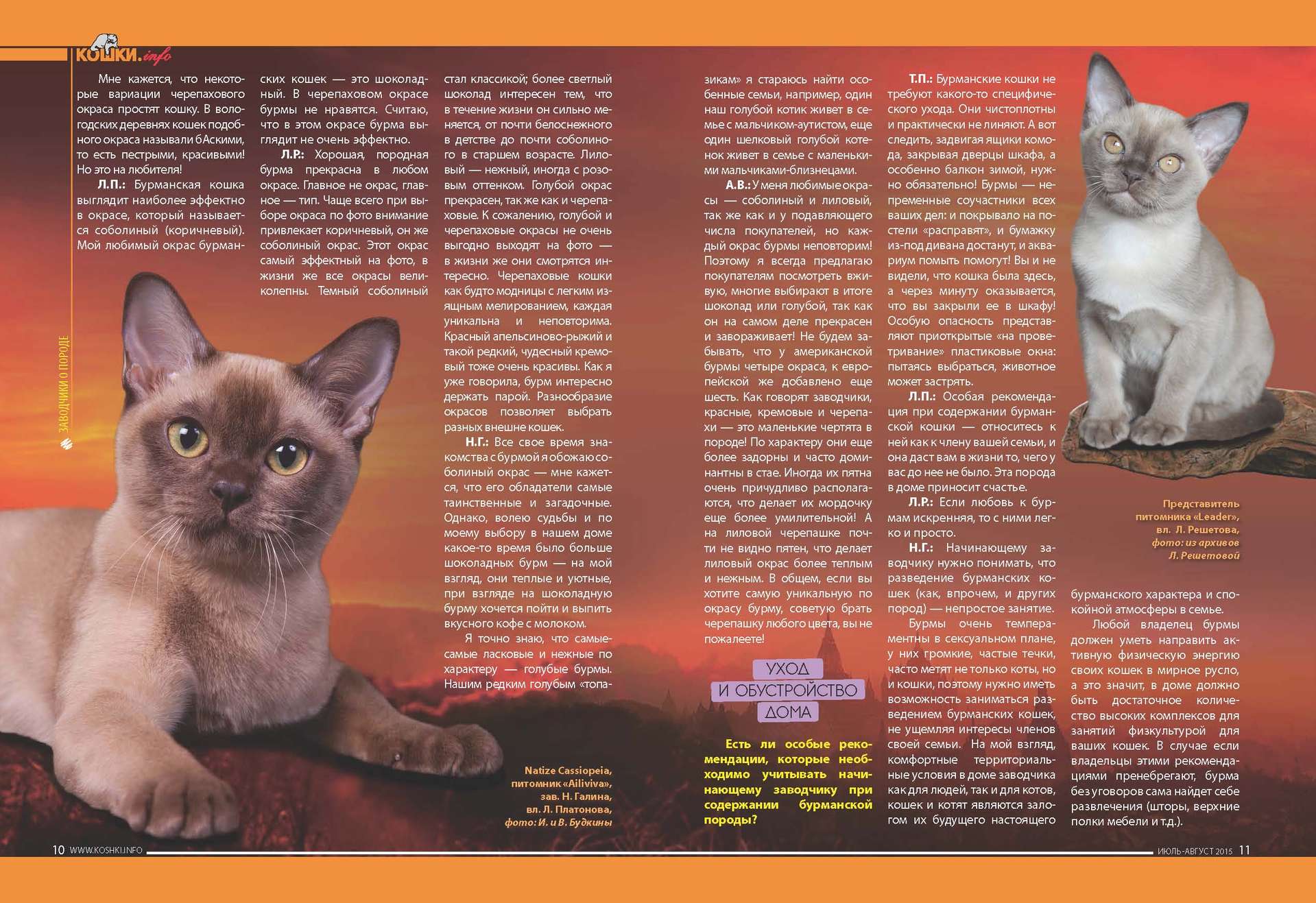 Бурманская кошка - описание породы и характера, особенности ухода, окрасы, история американских и европейских котов