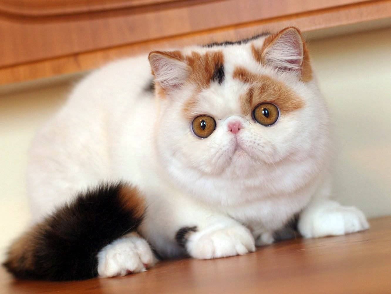 Экзотическая короткошерстная кошка фото, характер, описание породы экзот