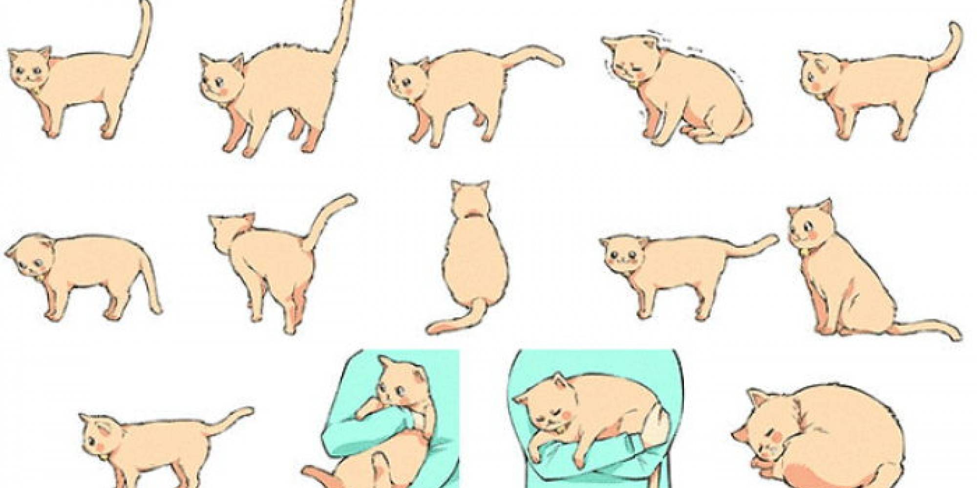 Почему кошка виляет хвостом: что означают движения