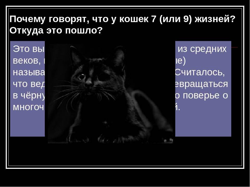 9 жизней у кошек. правда или вымысел? (1 фото + 1 видео)
