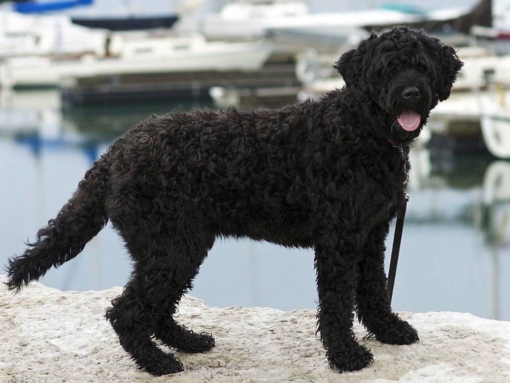 ᐉ описание породы португальская водяная собака с отзывами и фото - zoogradspb.ru