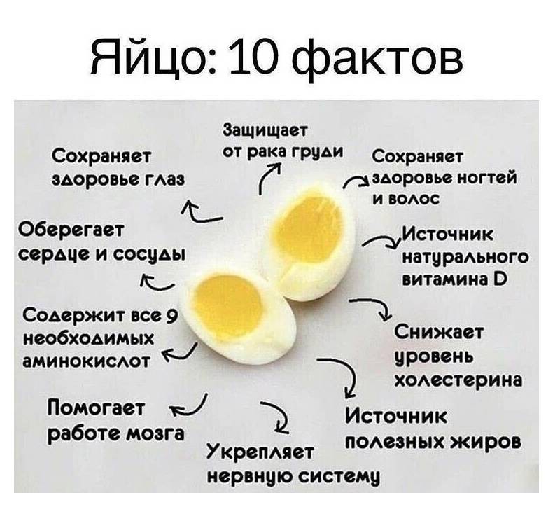 Можно ли крысе яйцо вареное и сырое (белок и желток)
