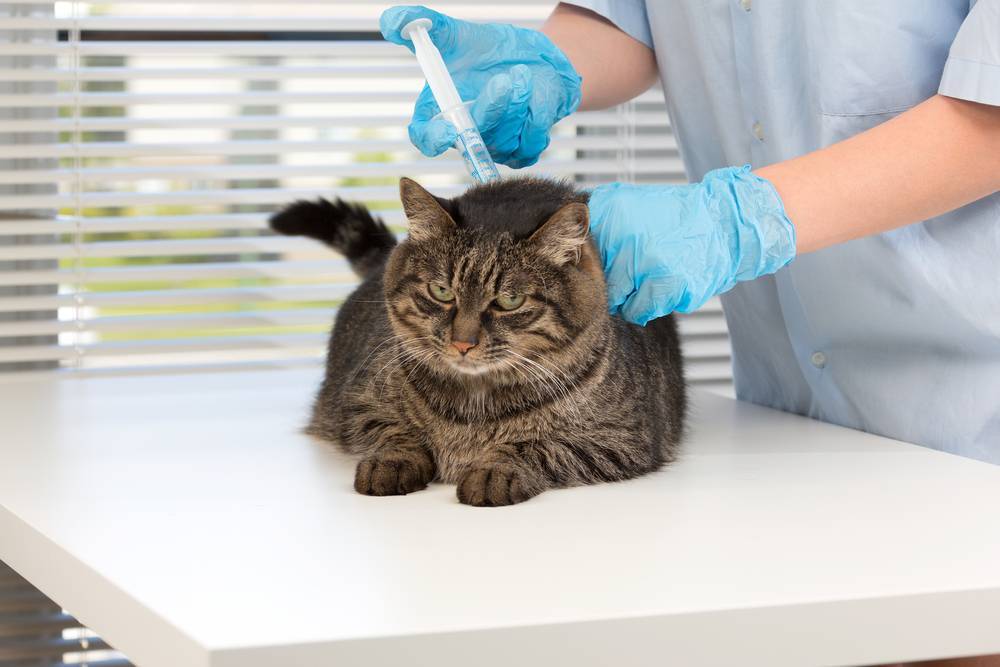 Специалист по разведению кошек называется. как называется наука, изучающая кошек? cколько лет вашей кошке по человеческим меркам