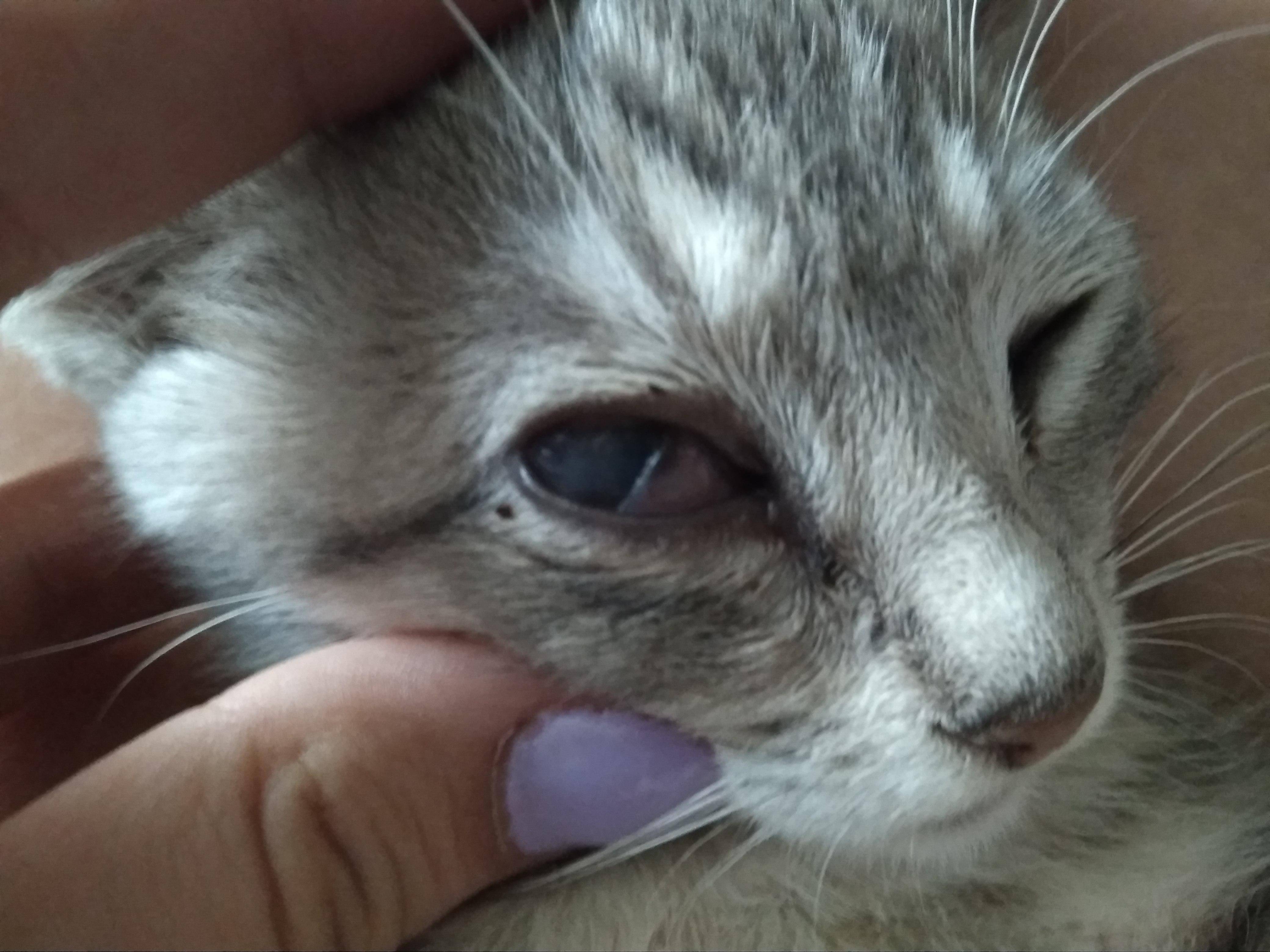 Бельмо на глазу у кошки: причины появления, как лечить в домашних условиях