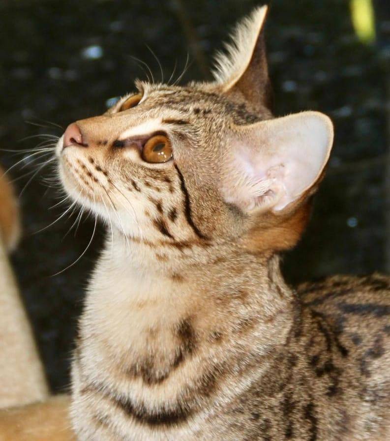 Кошка ашера: особенности и характеристики породы - мир кошек