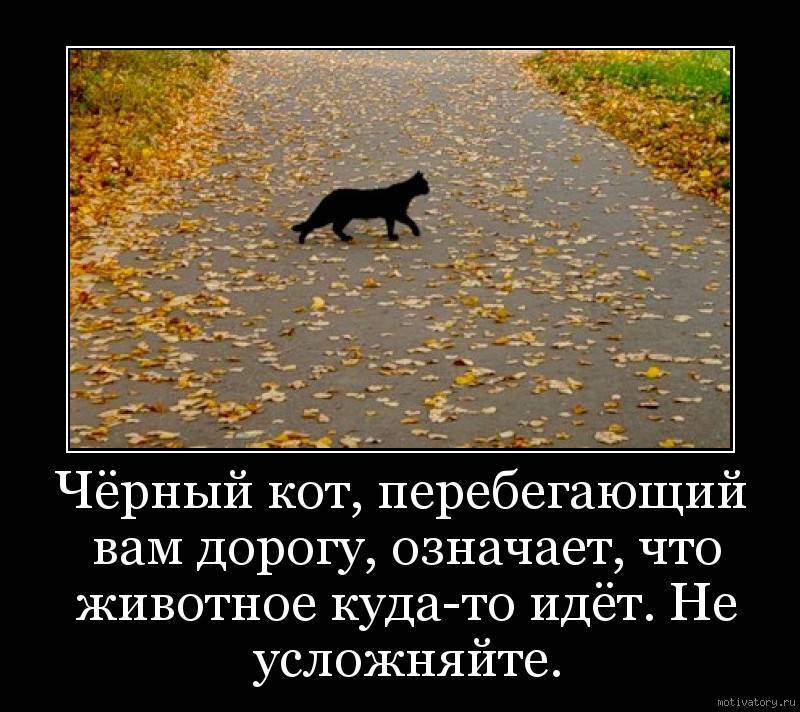 Что делать если кошка перебежала дорогу. Кошка перебежала дорогу. Если черная кошка перебежала дорогу. Черный кот переходит дорогу. Черный кот перебегает дорогу.