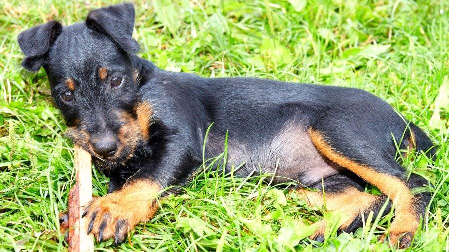 Немецкий ягдтерьер - стандарт и характер собаки, дрессировка щенков, особенности кормления и содержания