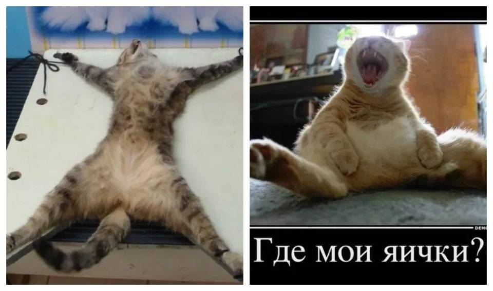 Орет кастрированный кот и просится на улицу: причины, решение проблемы  - mimer.ru