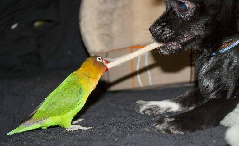 Почему волнистый попугай кусается: причины, как отучить