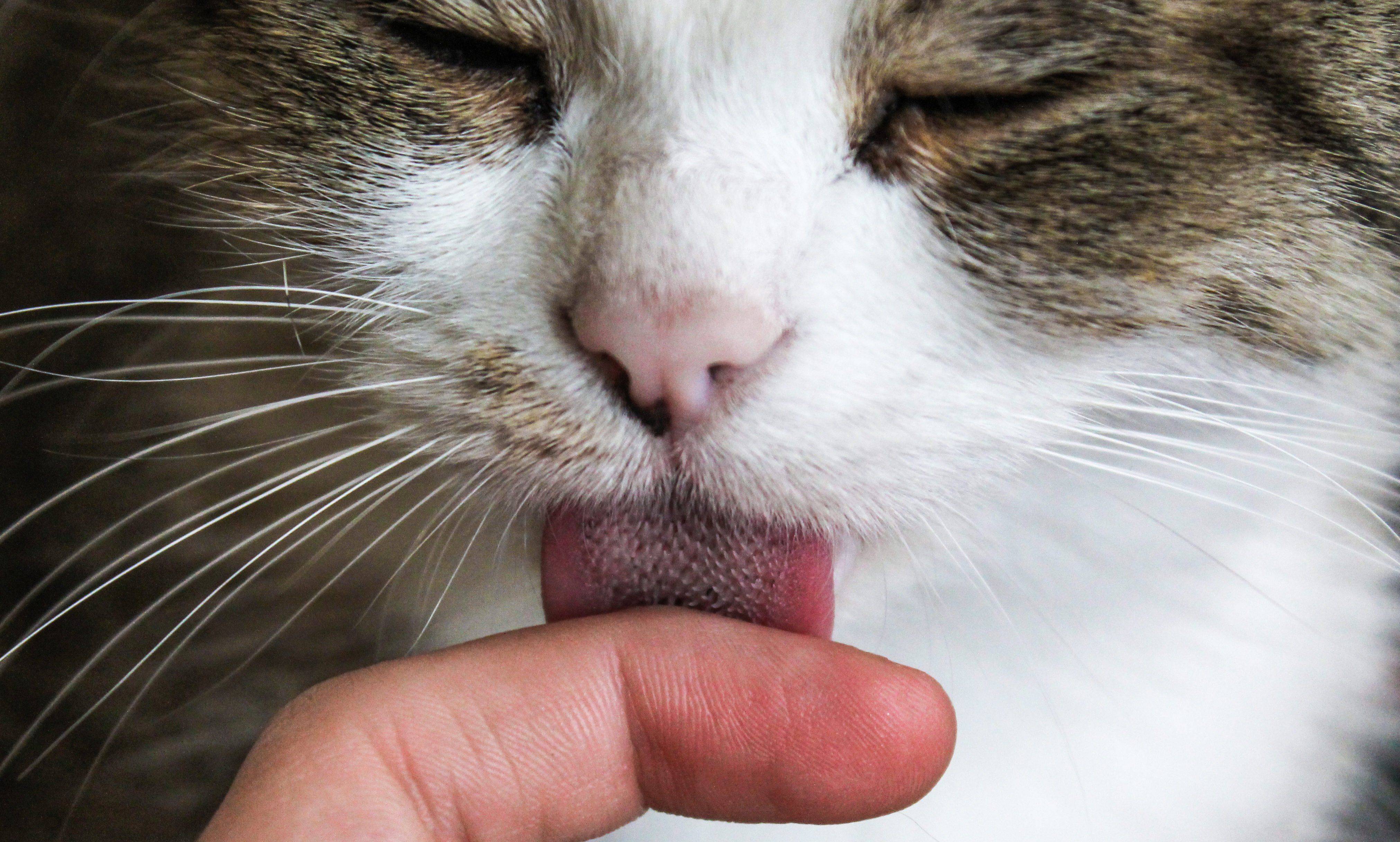 Почему кот дышит, как собака, высунув язык?