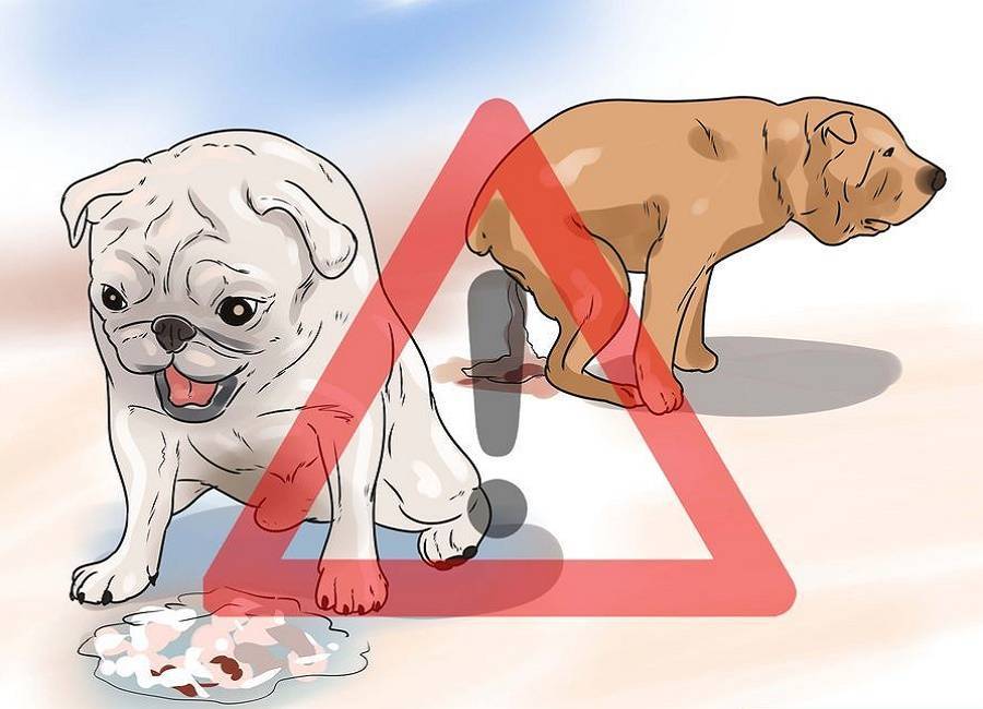 Понос у щенка с кровью и слизью: причины, симптомы, лечение | ваши питомцы