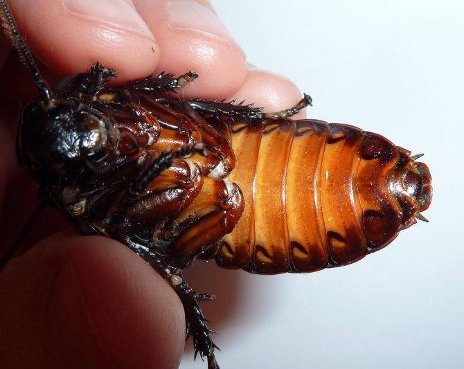 Мадагаскарский шипящий таракан