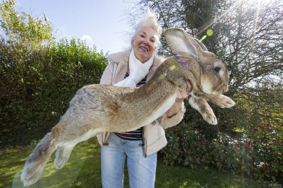 16 самых больших кроликов в мире