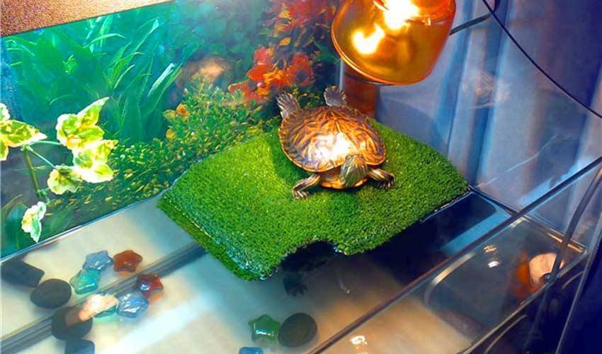 Островок для красноухой черепахи
