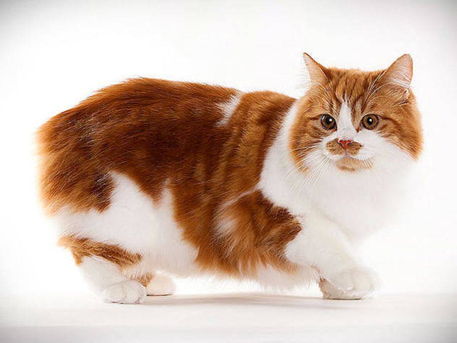 Фото и описание кимрийской кошки, история породы и особенности содержания кимрика