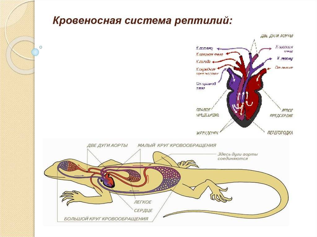 Очаровательная каракатица - origins.org.ua
