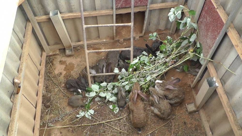 Разведение кроликов в яме: технология выращивания