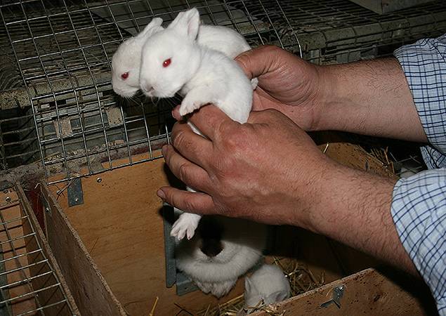 Волосяной покров у кроликов