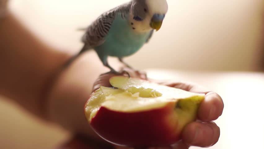 Корм для попугаев: чем и как правильно кормить, вкусняшки
