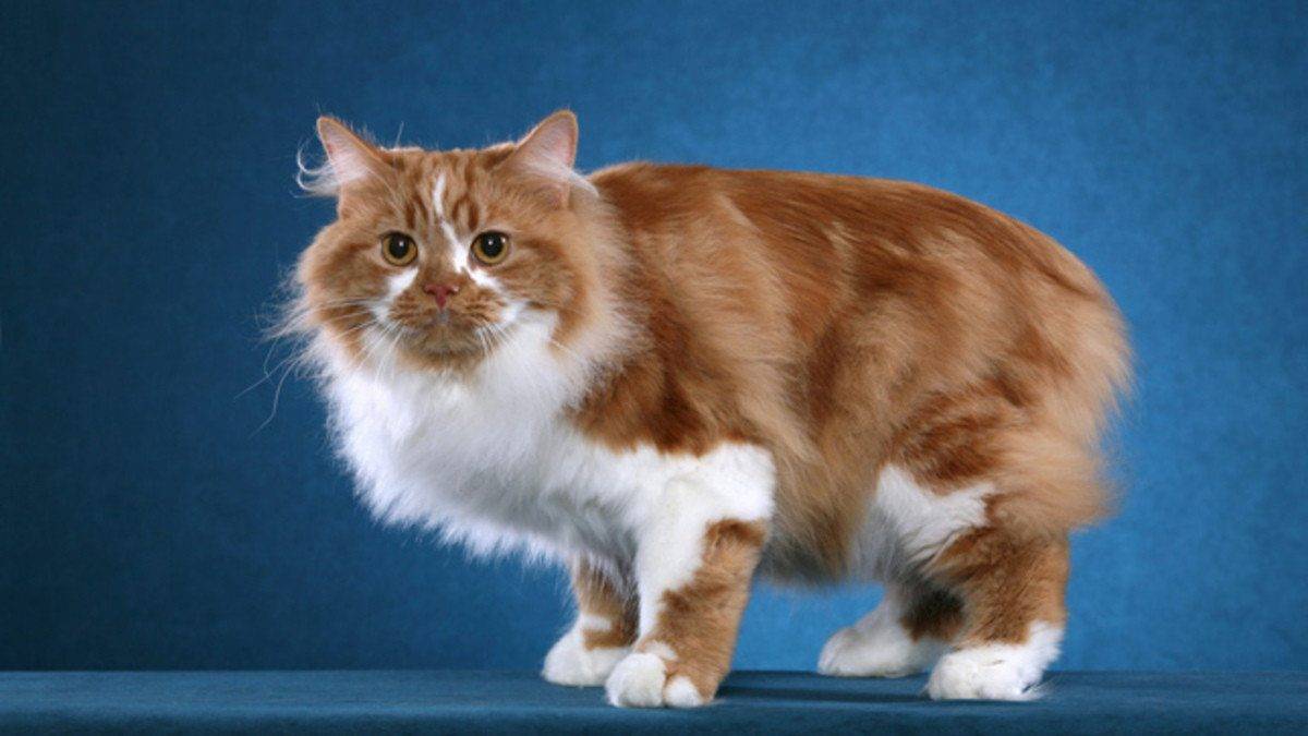 Кимрик (уэльская кошка): фото, описание породы, характер, здоровье и чем кормить