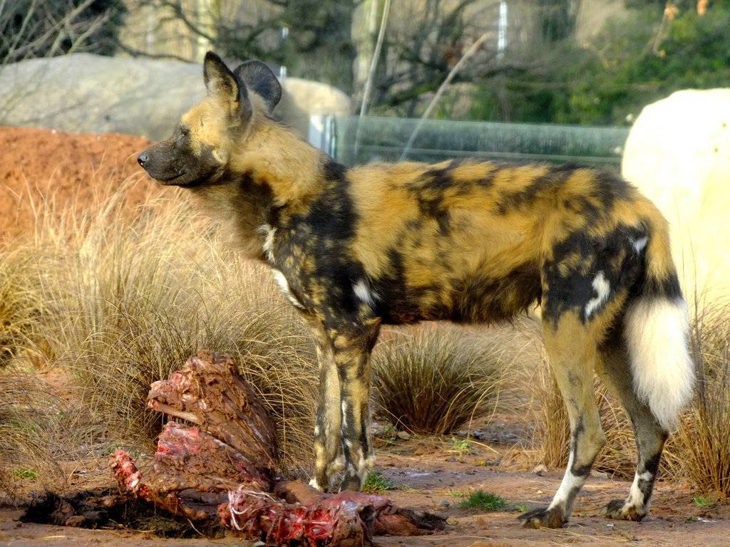 Гиеновая собака. описание, особенности, виды, образ жизни и среда обитания гиеновой собаки